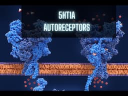 5HT1A Autoreceptors