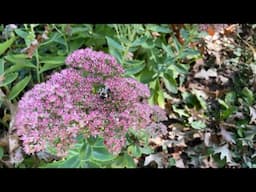 Perennial Flower & Vegetable Garden Tour - 18. September. 2024 - Zone 5b.