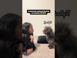 Tough Dog decides to bully owner! #dog #funny