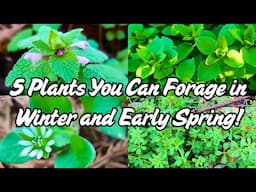 5 Backyard Plants You Can Forage In Winter & Early Spring (Medicinal and Edible)