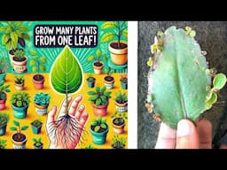 One Leaf = Unlimited Plants – Here’s How