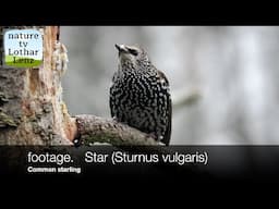 footage Star (Sturnus vulgaris)   Common starling