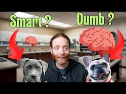 Is Bigger Really Better? Dog Brain size vs. Intelligence