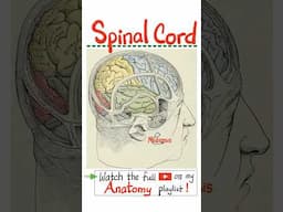 Anatomy of Spinal Cord - Neuroanatomy...#anatomy #physiology #biology #nurse #doctor #mbbs #neuro