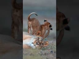 Cute lion cub chews mums tail. #lion #lioncub #cute