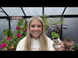 Easy Geranium Propagation 🌱 Greenhouse Gardening on a Rainy Day!