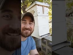 Inspecting My Flow Hive Before Winter❄️and Finding the Queen