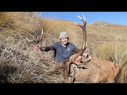 Huge Red Stag | 39x39 inches | Public Land New Zealand Hunting