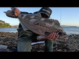 Wellington Harbor Blue Moki Redemption & Much More!