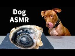 BEST DOG ASMR MUKBANG PITBULL EATING RAW FOODS