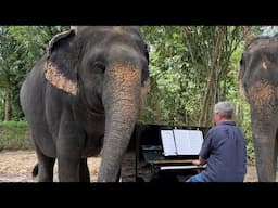 Bach for an Elephant