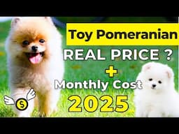 Toy Pomeranian Price In India 2025 | Toy Pomeranian Price and Monthly Expenses