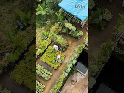 Kebun Rooftop Gen-Z dari Barang Bekas