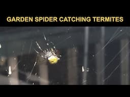 Garden Spider Catching Termites