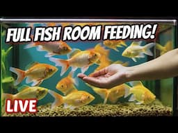 Let's Feed the Fish Barn Live!