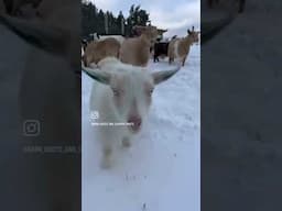 GOATS REACT TO SNOW! #shorts  #barn_boots_and_country_roots #nigeriandwarfgoats