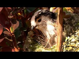 Long Tailed Tits Building Soft, Stretchy Nests | Discover Wildlife | Robert E Fuller