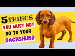 5 Things You Must NOT Do To Your Dachshund / All  DACHSHUND Owners Must Watch!