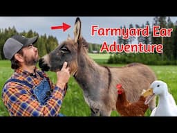 Farm Animals and Their Unique Ears! (Educational Farm Video For Kids)