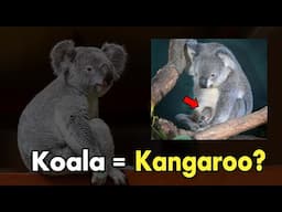 Koalas Are Tree-Dwelling Kangaroos?! Shocking Secrets About Koalas