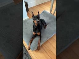 Every Time #dog #funny #puppy #doberman #dobermanpinschers #dobermanpuppy #dogsfunny