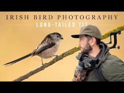 * NEW BIRD * Irish Wildlife Photography (Long-Tailed Tit)