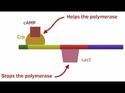 Gene regulation in bacteria: the lac operon