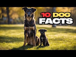 Dog Secrets: 10 Facts That Will Change Your Perspective 🐶🐾 Discover them!