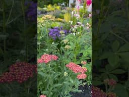 The colors of summer #cottagegarden