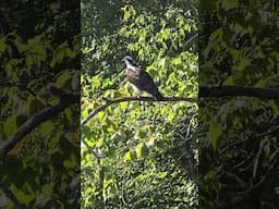 What a bird!  #outdoorpics #lakeside #natureescape #wildlife #shorts