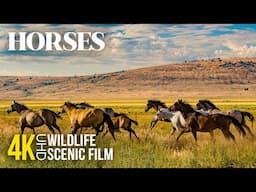 Grace & Power: Wild Horses in 4K – Scenic Animal Film with Relaxing Music