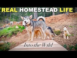 'Into the Wild' - the Harsh Reality of Homesteading deep into the Sierras