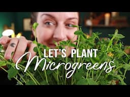 Let's Grow Some MICROGREENS!