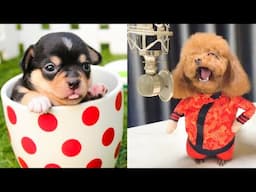 Baby Dogs - Cute and Funny Dog Videos Compilation #64 | Aww Animals