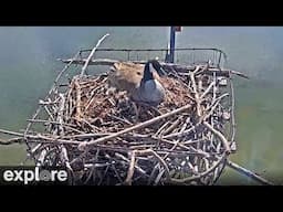 Osprey & Canada Goose | Rogers Place Nest Camera powered by Explore.org