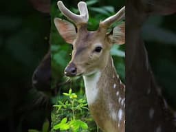 Dance of the deer #wildlife #optimumtelevision