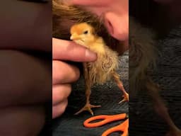 Live Saving Operation on a Baby Chicken