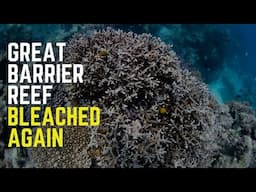 Catastrophic Coral Bleaching - Devil Humans - Strange Blobs In The Mantle - Giant Glacial Feature