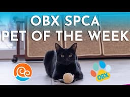 Outer Banks SPCA Pets of the Week: Lydia & Wednesday! (February 3, 2025)