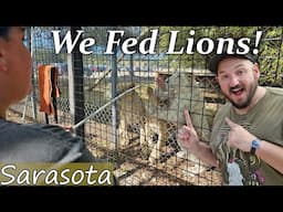 We fed Lions & Tigers & Bears, Oh My! At Big Cat Habitat