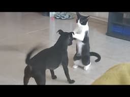 Cats VS. Dogs 💥 Hilarious Cat & Dog Video Compilation