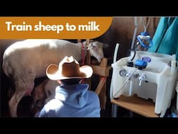 Training Sheep to Go Up On a Stanchion