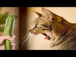 🐱 When Cats Are So Silly 😹 I will die laughing 🐱🐱 Best Funny Video Compilation 😹