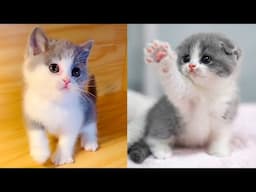 Baby Cats - Cute and Funny Cat Videos Compilation #70 | Aww Animals