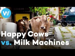 From idyllic organic dairy farm to the cruel reality of industrial cow "optimization"