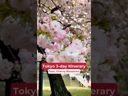 🌸 3 Days in Tokyo! Best Cherry Blossom + Tourist Spots