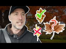 What are the best leaves for compost?