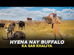 Hyena Nay Buffalo Ka Sar Khaliya