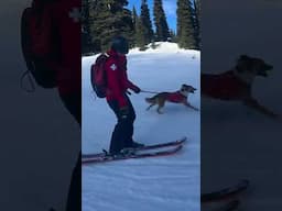 A look into avalanche dog training with Kio at Crystal Mountain! ❄️