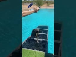 Doggy pool safety - chasing after toys #dogs #psa #safetyfirst